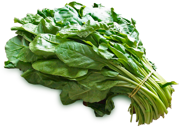 Erbette